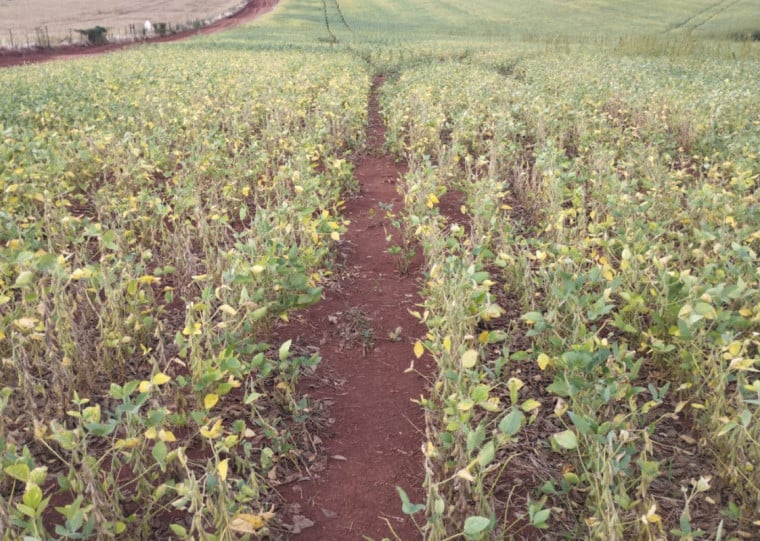 Em Santo Augusto, o produtor Milton Wengrat teme não conseguir diesel suficiente para colher todos os 370 hectares de soja plantados nesta safra