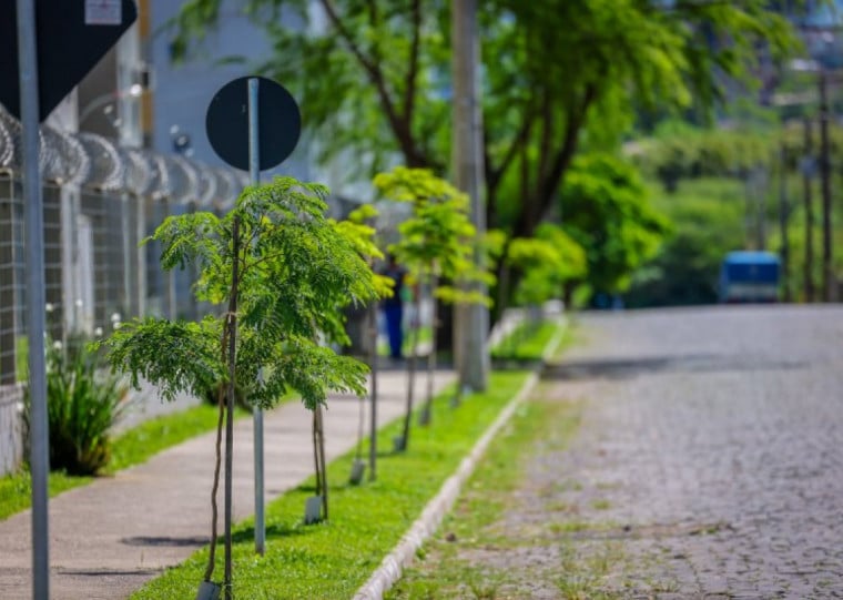 Iniciativa contribui para a arborização urbana, melhoria do conforto térmico e valorização do espaço público