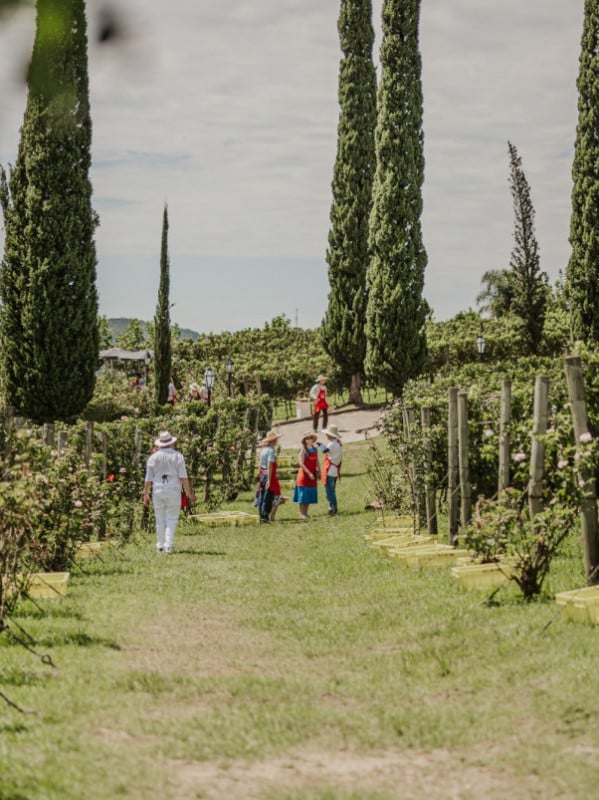 Festival Vale dos Vinhedos comemora o fim da vindima na Serra Gaúcha