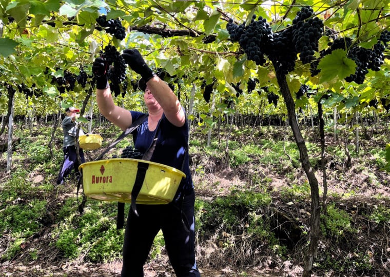 Cooperativa da Serra Gaúcha confirmou que colheu 93 milhões de quilos, resultados que supera 2021, recorde até então