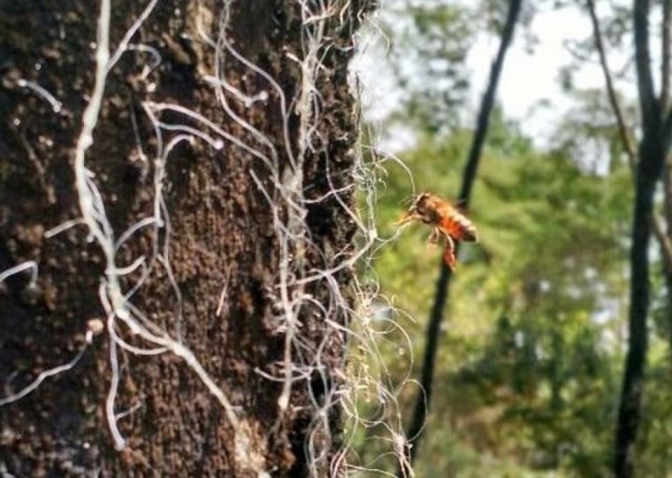 Mel de melato de bracatinga &eacute; o &uacute;nico mel brasileiro reconhecido com Denomina&ccedil;&atilde;o de Origem
