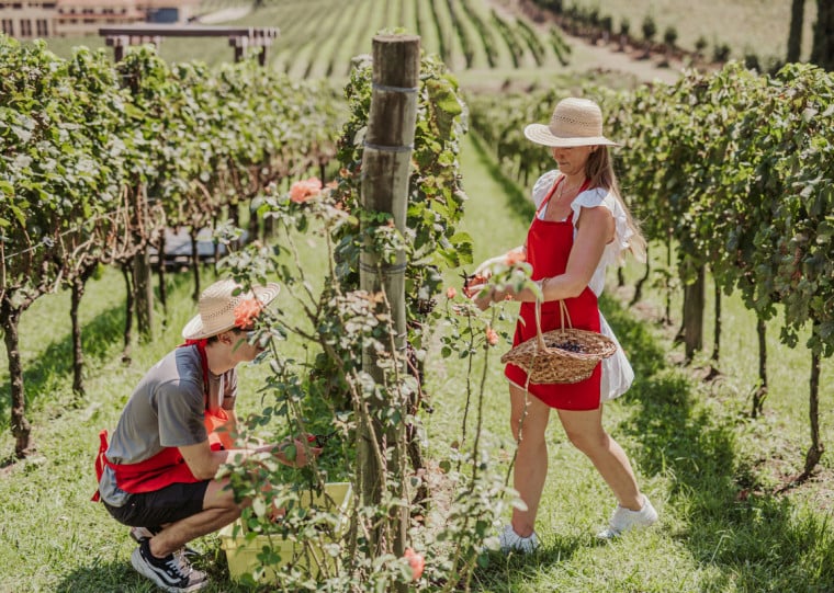 Enoturismo &eacute; considerada prioridade para Associa&ccedil;&atilde;o dos Produtores de Vinhos Finos do Vale dos Vinhedos (Aprovale)