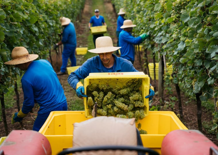 No Rio Grande do Sul estimativa &eacute; que pelo menos 20 mil fam&iacute;lias estejam ligadas &agrave; produ&ccedil;&atilde;o vin&iacute;cola