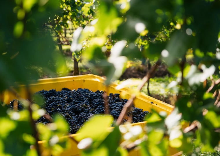 Seis das 14 Indica&ccedil;&otilde;es Geogr&aacute;ficas ga&uacute;chas s&atilde;o ligadas &agrave; produ&ccedil;&atilde;o vitivin&iacute;cola