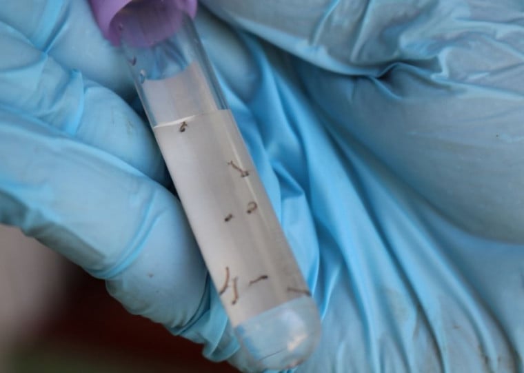 Em 2026, 1.186 focos foram identificados e eliminados na cidade