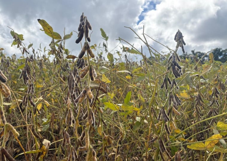 Safra gaúcha de soja, estimada em 19 milhões de toneladas, deve normalizar exportações, afirma Renan Hein dos Santos