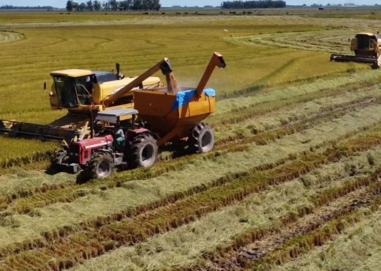 Produtividade deve cair nos 32% de área que ainda serão colhidos, diz Alexandre Velho