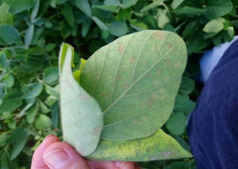Protocolo de manejo foi estabelecido visando combater doenças como a Ferrugem da Soja