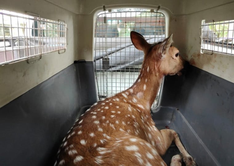 Cervo foi resgatado pela Polícia Ambiental e precisou passar por eutanásia 