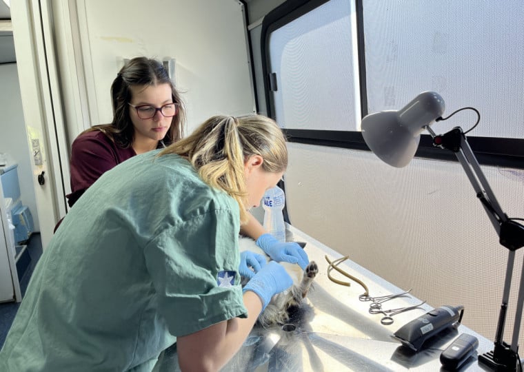 Procedimentos para a castração de cães e gatos machos foram realizados no Castramóvel