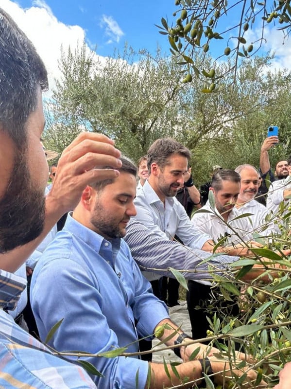 RS deve produzir 800 mil litros de azeite na safra 2025/2026