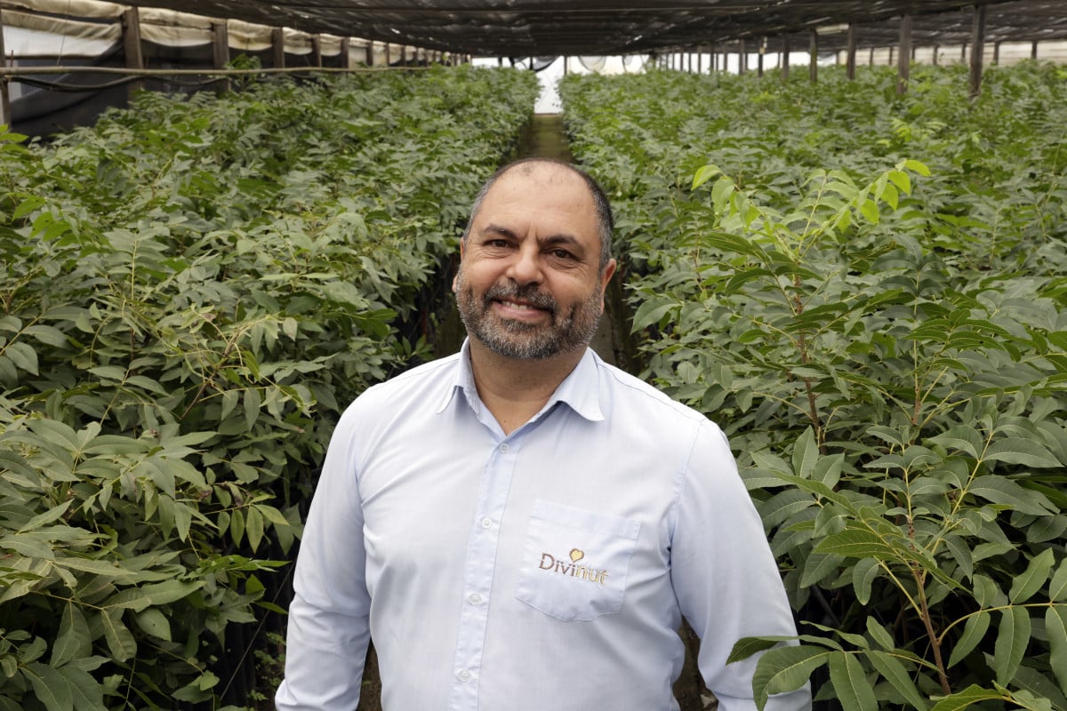 Divinut comercializa mudas para produtores parceiros iniciarem ou ampliarem o cultivo de noz-pec&atilde; | T&Acirc;NIA MEINERZ/JC