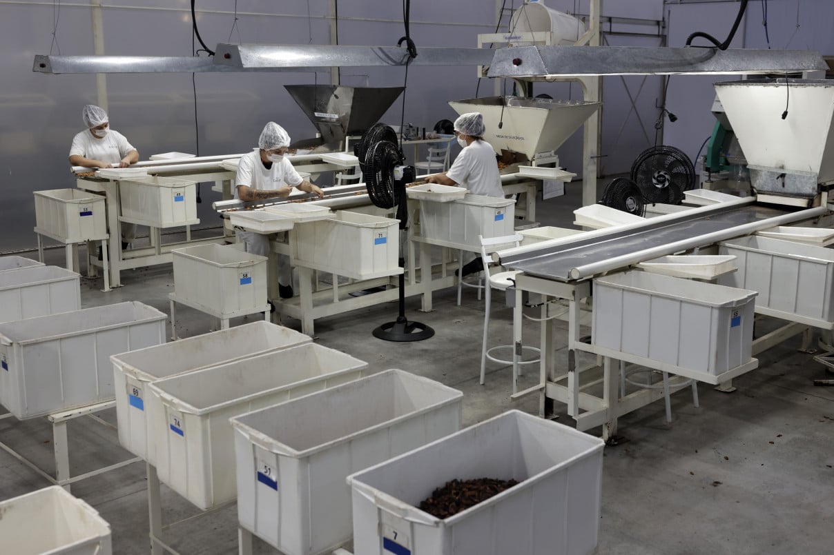 Capacidade atual permite o processamento de 11 mil toneladas de nozes, mais do que toda a safra brasileira | T&Acirc;NIA MEINERZ/JC