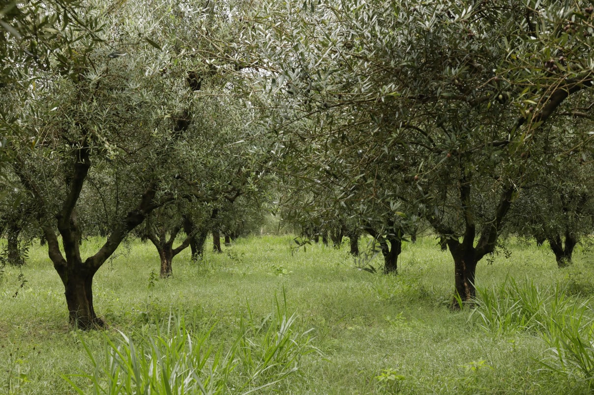 Pomares foram colhidos entre fevereiro e mar&ccedil;o, gerando boa expectativa para a Olivas do Sul | T&Acirc;NIA MEINERZ/JC