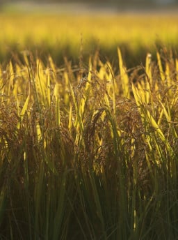 Área de arroz pode cair 10% na próxima safra, com pressão de custos