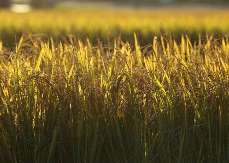 Produção no ciclo 2025/2026 deve fechar em 7,6 milhões de toneladas, menor que a anterior, mas acima do projetado