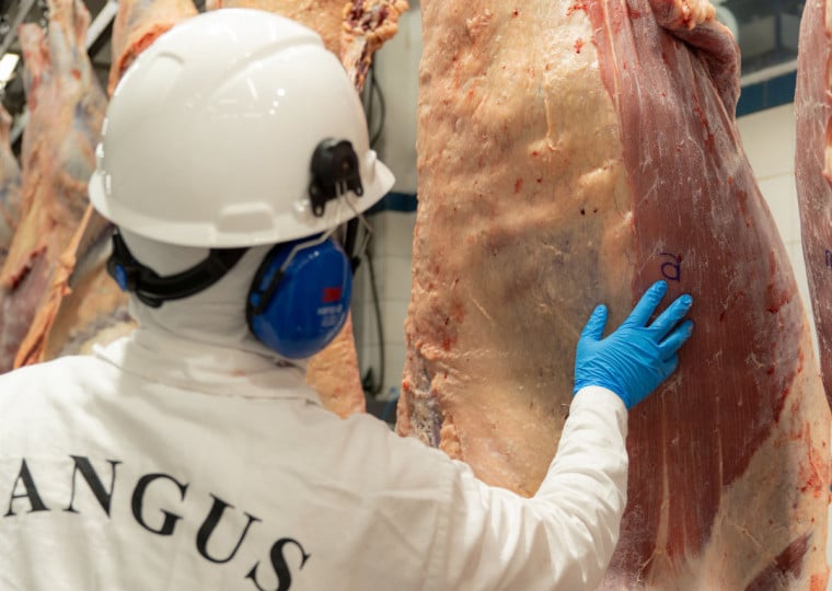 Planta frigorífica localizada em Santo Ângelo abate cerca de 8,5 mil bovinos por mês