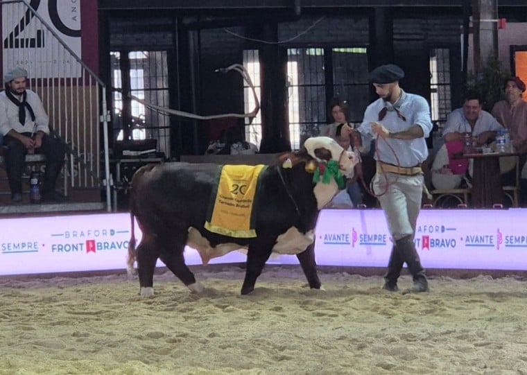 Avaliações de argola destacam genética, carcaça e padrão de produção alinhado ao consumidor final