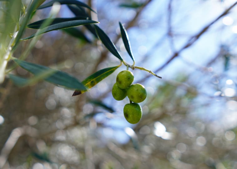 Munic&iacute;pio consolida-se como um dos principais polos de cultivo de oliveiras no Rio Grande do Sul