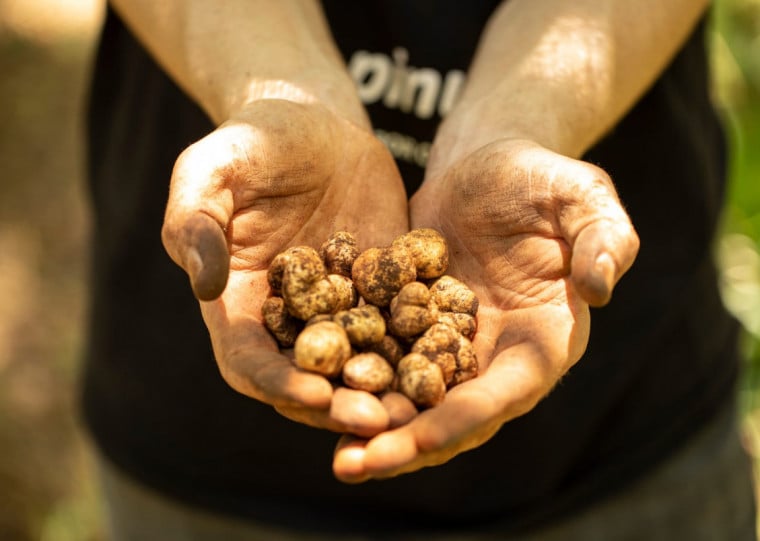 Produto raro, a trufa é comercializada por até R$ 8 mil o quilo no Brasil, com foco na alta gastronomia 