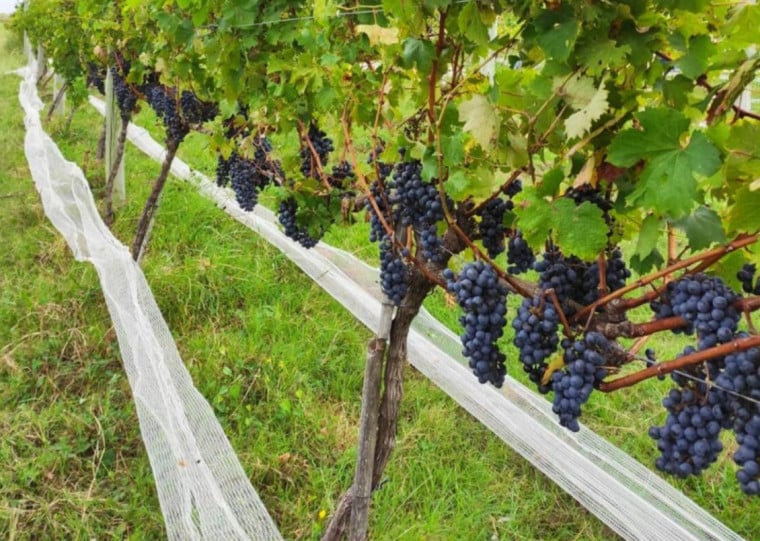 Forma&ccedil;&atilde;o t&eacute;cnica tamb&eacute;m aparece entre os fatores associados &agrave; evolu&ccedil;&atilde;o da vitivinicultura na Campanha