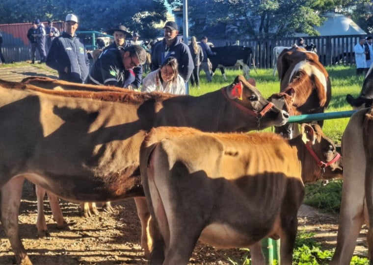 Animais que participam da feira são recepcionados por servidores do Departamento de Vigilância e Defesa Sanitária Animal