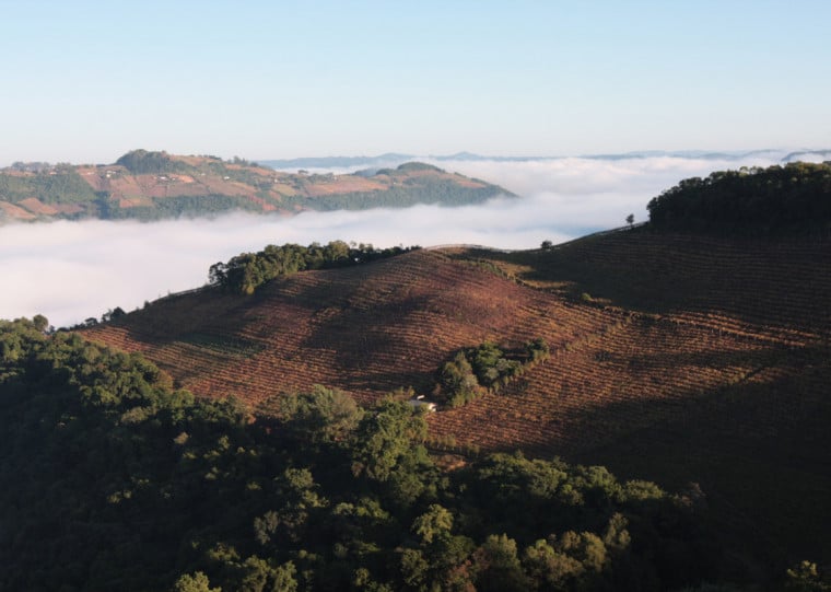 Terroir do distrito é utilizado, atualmente, por sete vinícolas, que criaram a Aprolemos para se fortalecerem