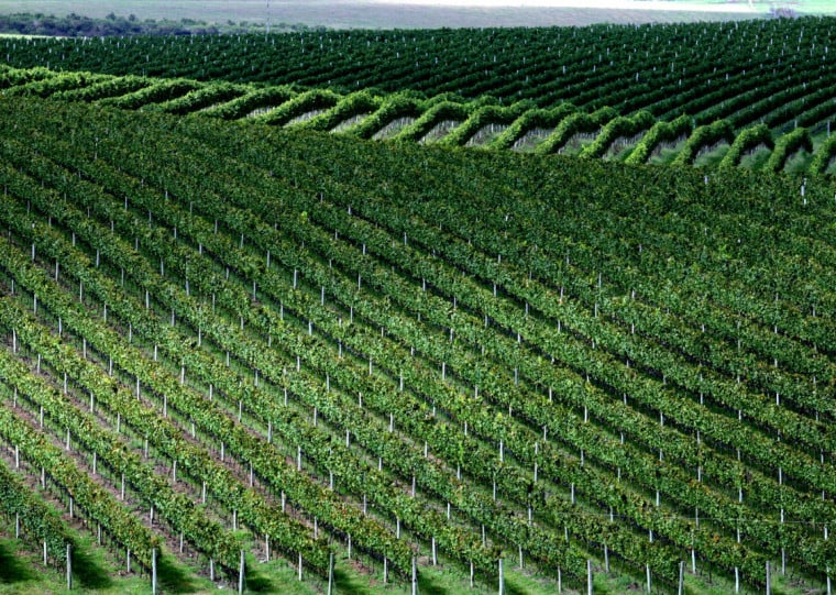 Macrorregião conta com 18 vinícolas ativas, como a Seival (foto), em Candiota, do Miolo Wine Group