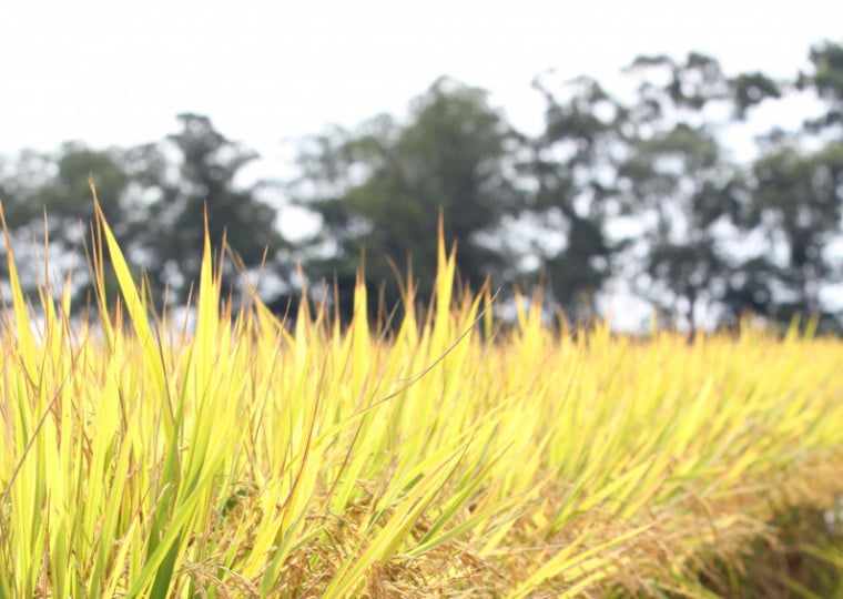 Estado produz 70% do arroz nacional, mas perde em competitividade