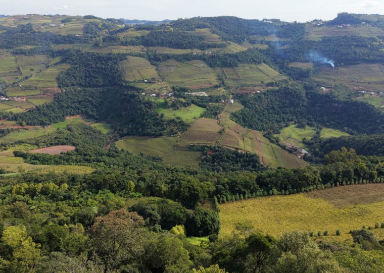 Terroir do distrito é utilizado, atualmente, por sete vinícolas, que criaram a Aprolemos para se fortalecerem