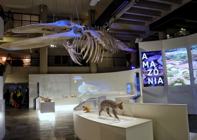 Mostra mergulha nos cinco ciclos hist&oacute;ricos de extin&ccedil;&atilde;o, mas tamb&eacute;m analisa impactos negativos da vida humana na Terra
