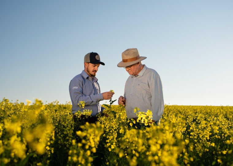 Canola chega a concentrar 40% de óleo em cada grão