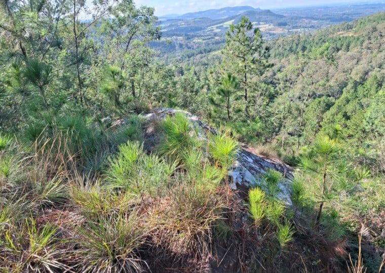 O avan&ccedil;o da esp&eacute;cie coloca em risco a fauna e a flora nativas do local