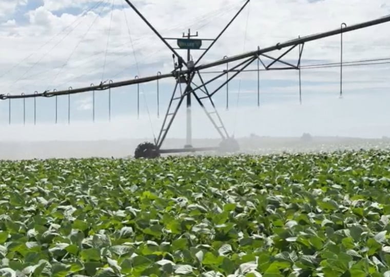 Pelo menos cinco cooperativas das Missões reservam áreas irrigadas para a produção de sementes