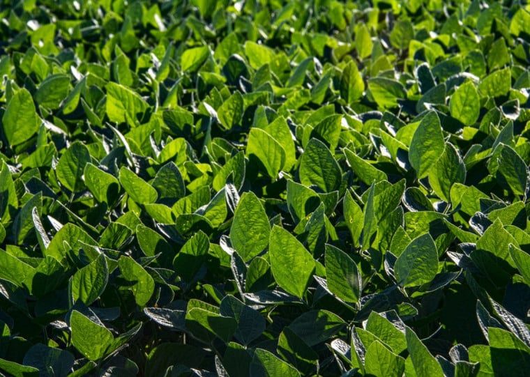 Soja permanece como a principal cultura agrícola do Estado em área cultivada e valor gerado
