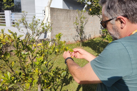 Greening ingressou no RS por foco doméstico e mantém fiscalização em alerta
