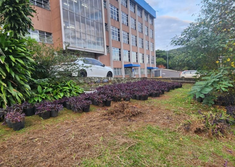 Áreas da cidade suscetíveis a movimentos como deslizamentos de terra estão recebendo ações de preservação ambiental