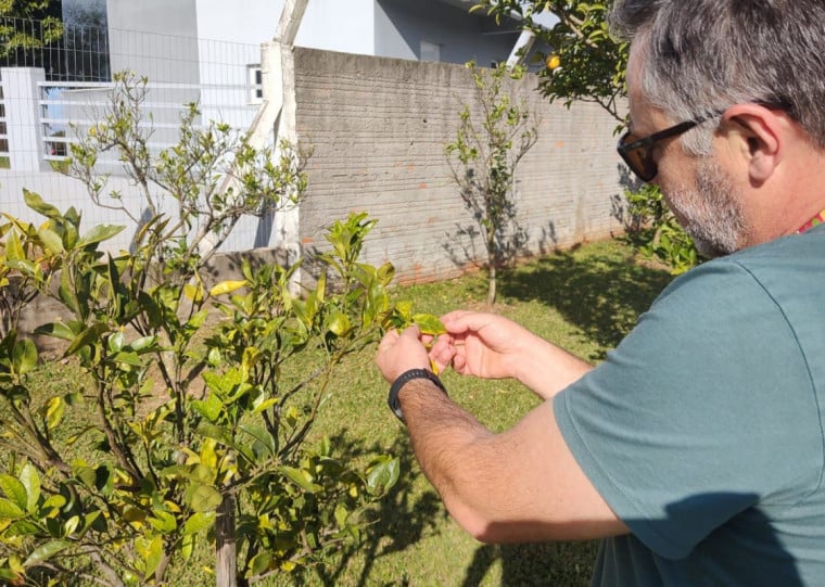 Doença mais perigosa da citricultura foi identificada em pomar doméstico no município de Palmitinho 