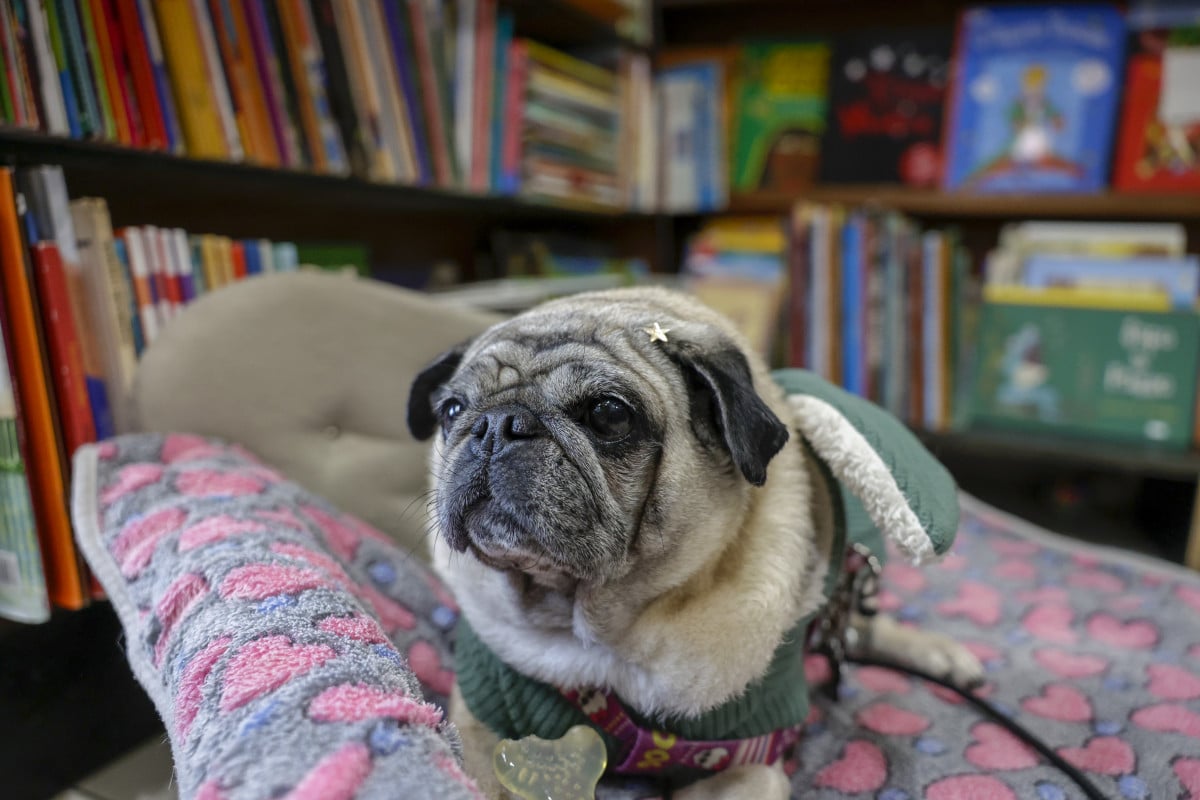 Cachorra Geralda vive entre os livros e é tratada pelos tutores como uma das