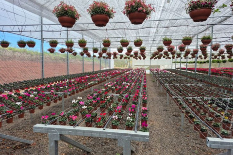 Dia dos Namorados faz produção de flores dobrar no Interior do RS