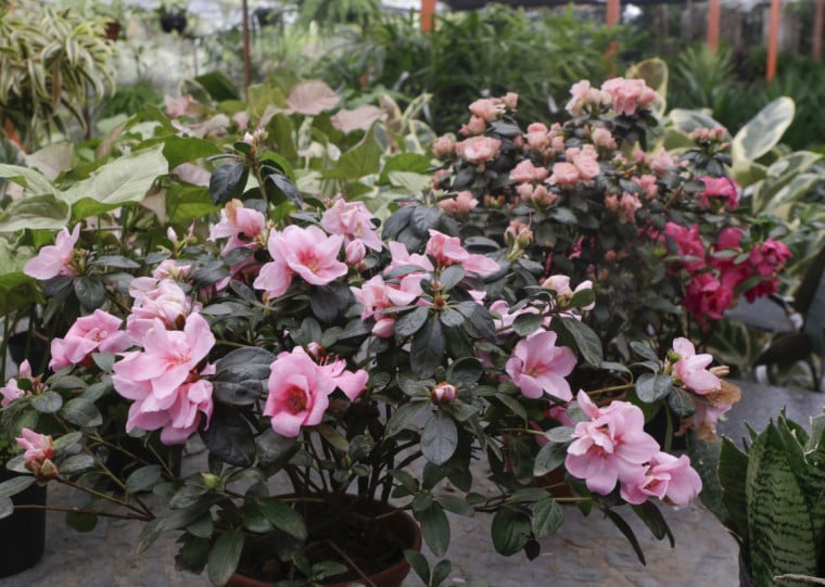 Produção de flores em vasos, como Calandiva e Gloxínia, são mais vantajosas para produtores do interior 