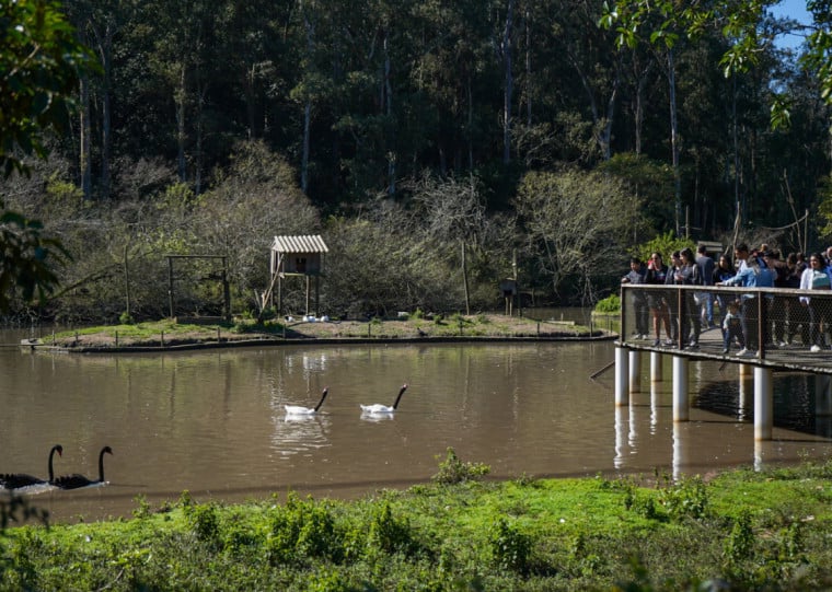 Diagn&oacute;stico conclusivo para a morte dos animais apontou botulismo