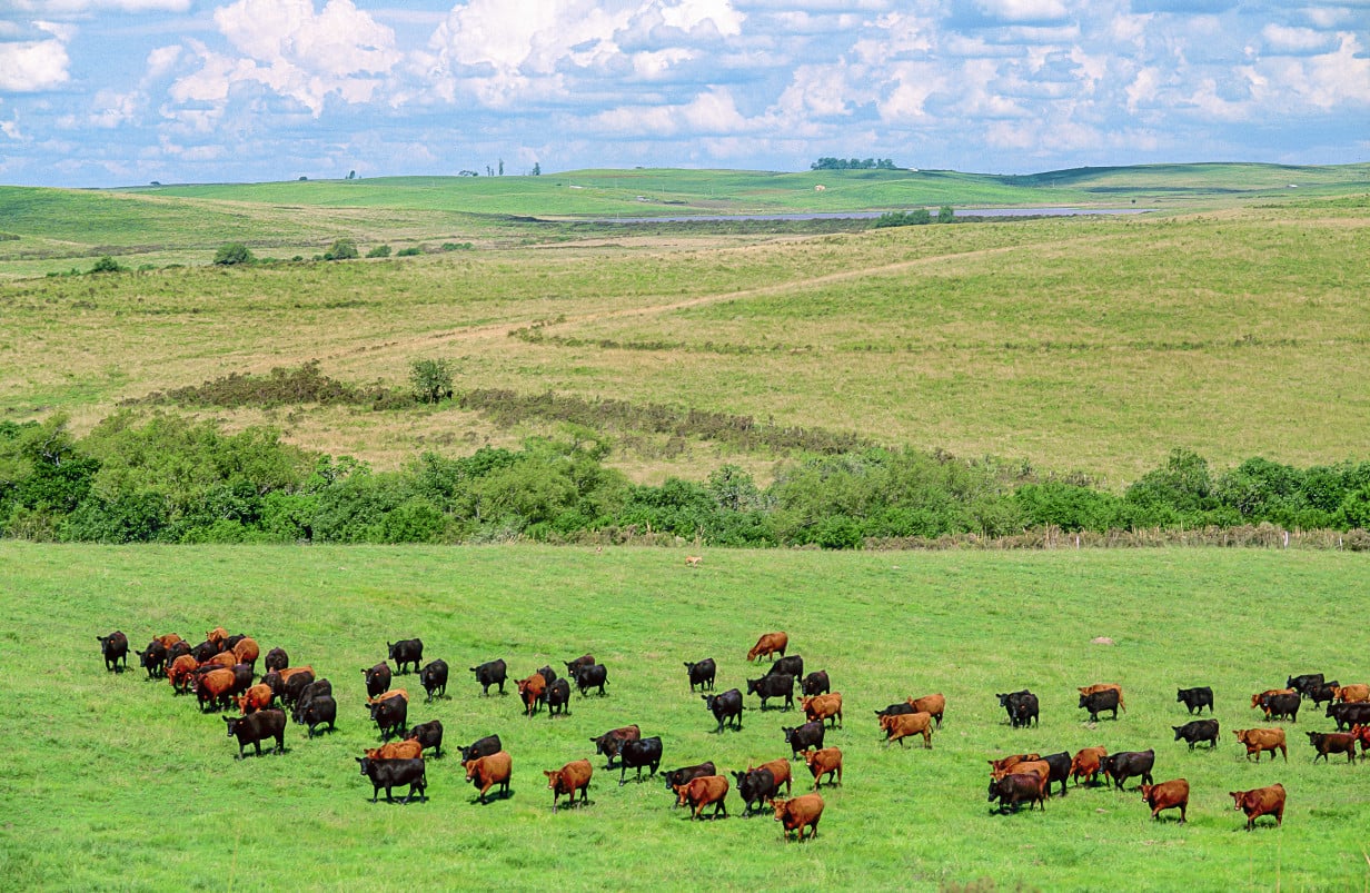 Campanha Ga&uacute;cha: horizontes sem fim, cultura campeira e a for&ccedil;a de uma terra onde a tradi&ccedil;&atilde;o faz parte da paisagem | GOVERNO DO ESTADO DO RS/ DIVULGA&Ccedil;&Atilde;O/ JC
