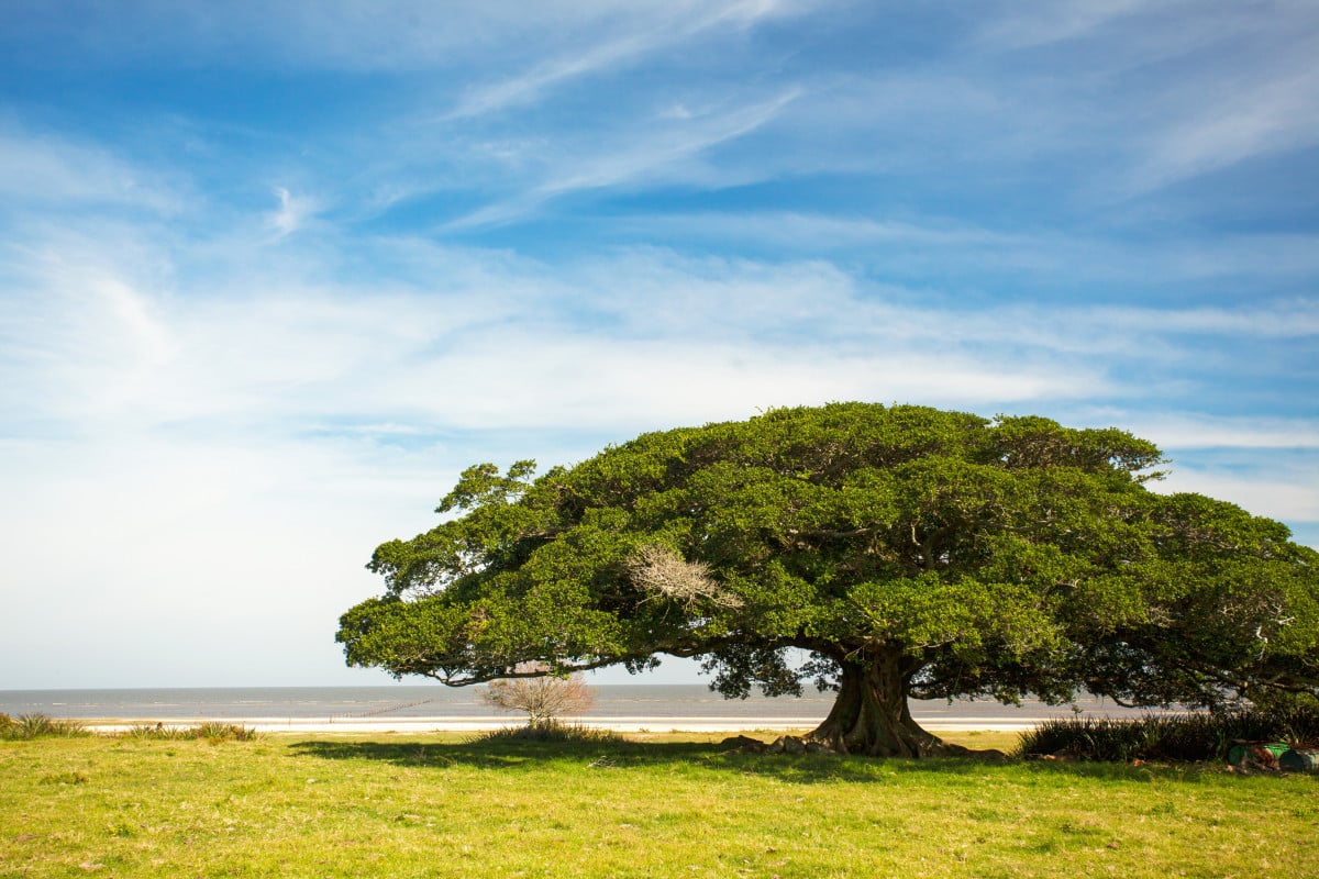 Costa Doce: entre lagoas, sabores e paisagens tranquilas, o inverno revela um convite &agrave; contempla&ccedil;&atilde;o | GOVERNO DO ESTADO DO RS/ DIVULGA&Ccedil;&Atilde;O/ JC
