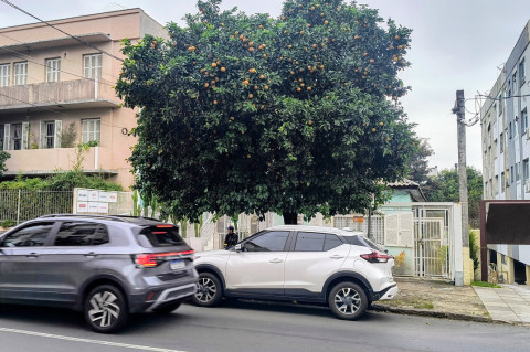 A laranjeira da avenida Ijuí é um milagre de sobrevivência: a
