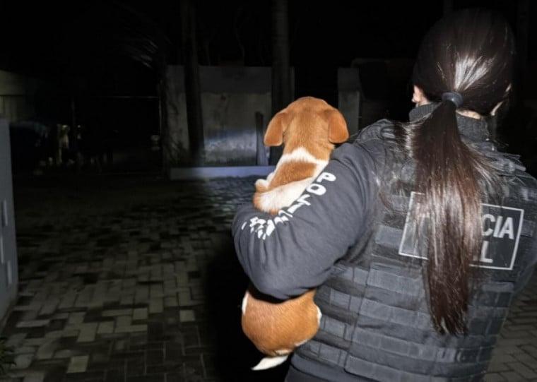 Alvos da investigação são uma protetora de animais e dois veterinários investigados por um esquema criminoso de eutanásia fraudulenta de cães e gatos
