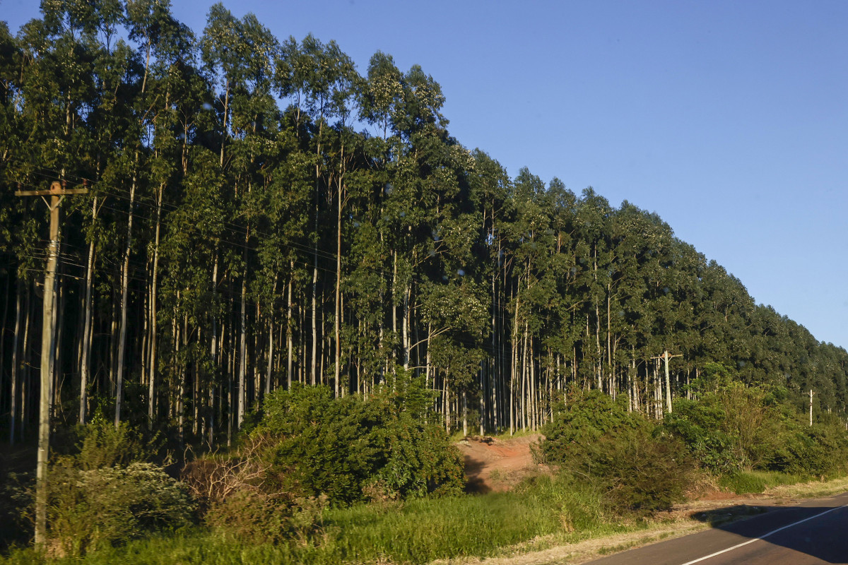 Em volumes maiores, a madeira segue para polos regionais e indústrias ligadas à produção de energia, serrarias e celulose | TÂNIA MEINERZ/JC