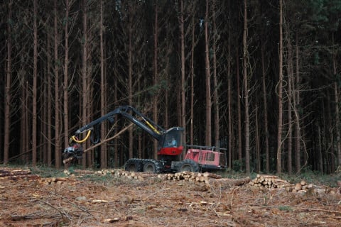 Silvicultura permite gerar renda onde a agricultura intensiva apresenta limitações