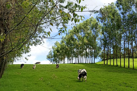Silvicultura ganha espaço e amplia renda na agricultura familiar gaúcha