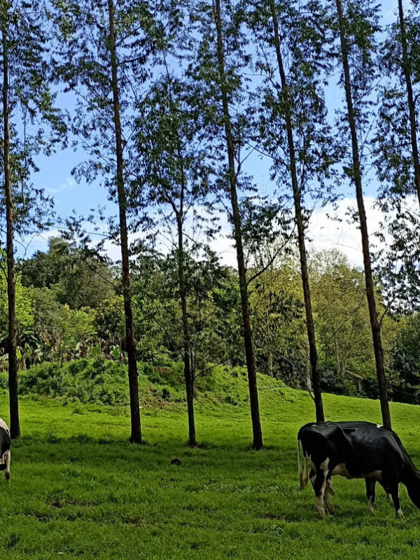 El eucalipto impulsa el desarrollo económico y la preservación ambiental en Ivorá